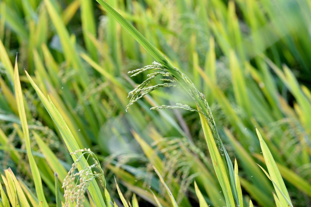 Photograph by Jeyachristy Jeyakumar