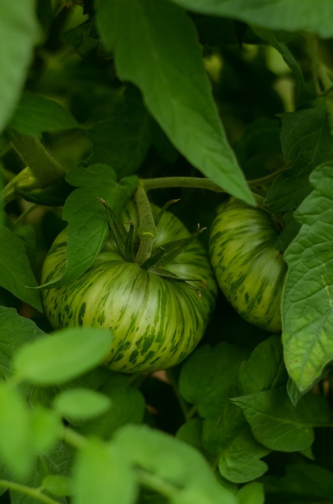 Photograph by Ирина Никульча