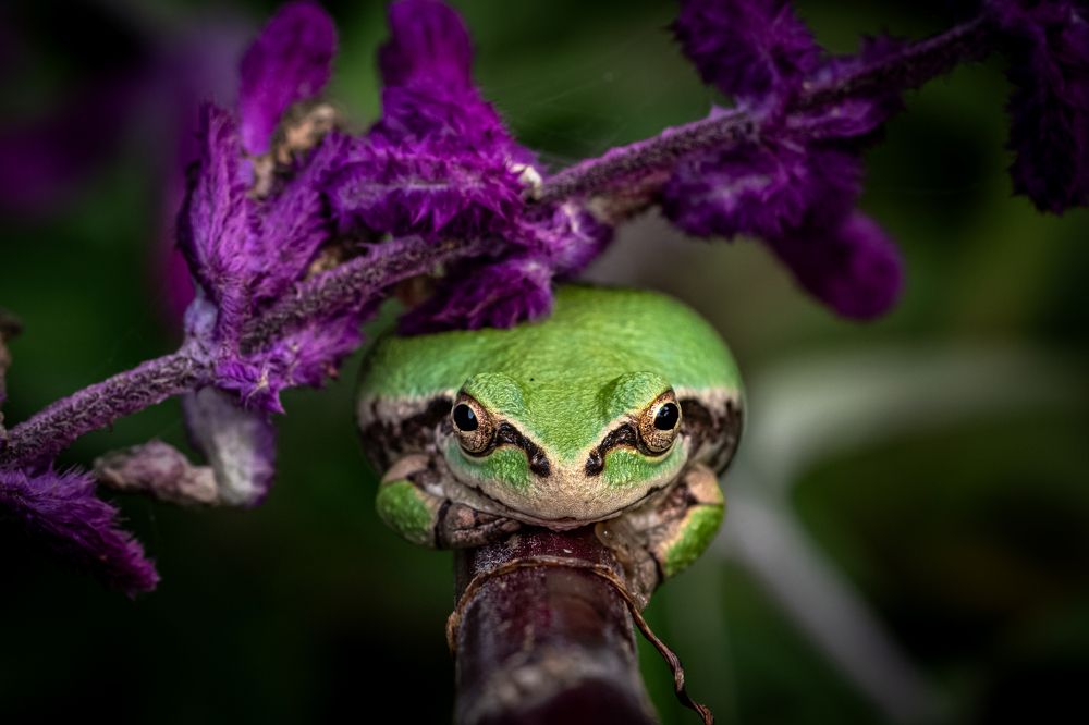 lavender and frog