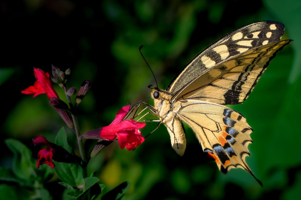 swallowtail butterfly