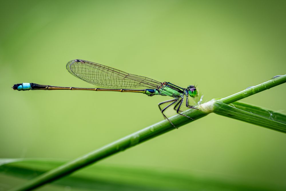 Damselfly
