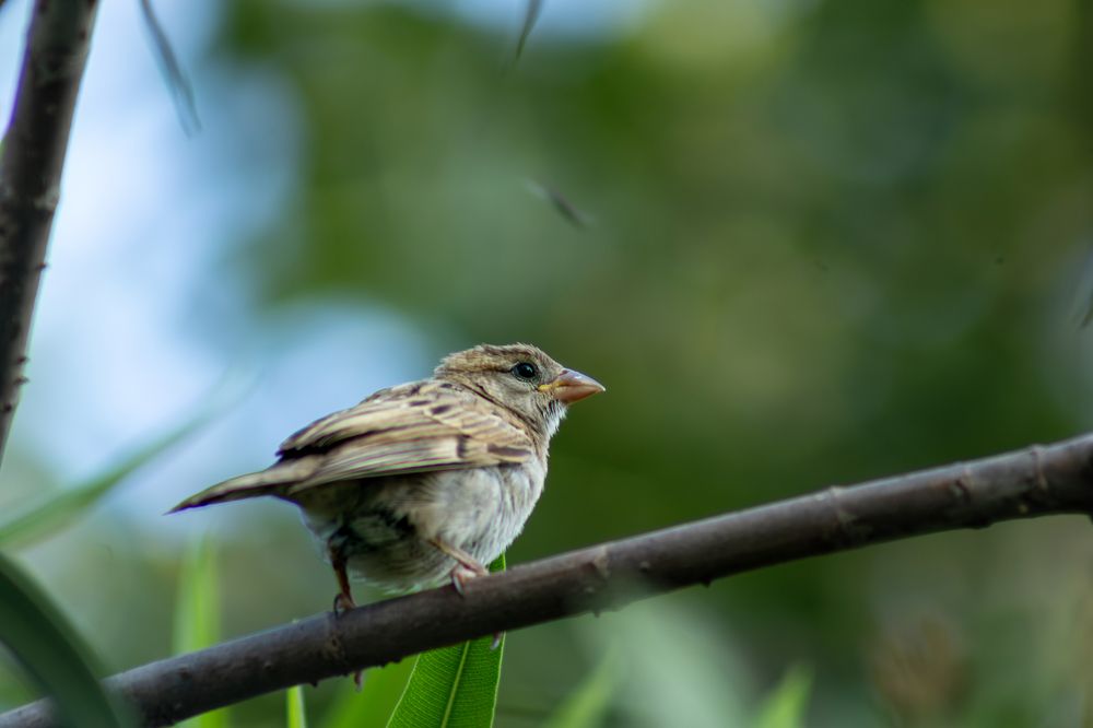 Photograph by KULDIP PIPALIYA