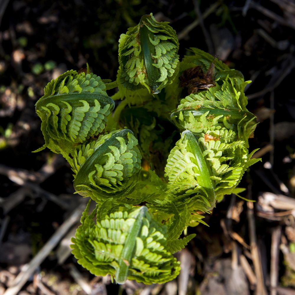 Папоротник