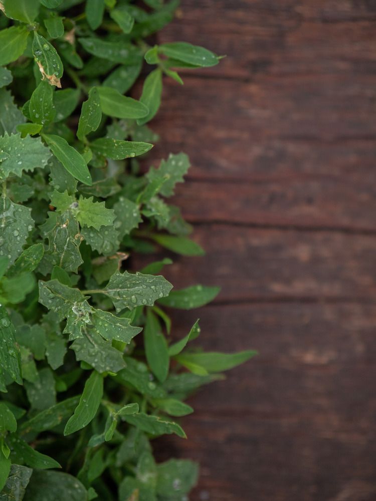 Фотография автора Доляна Горохова