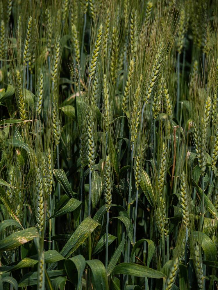 Фотография автора Доляна Горохова