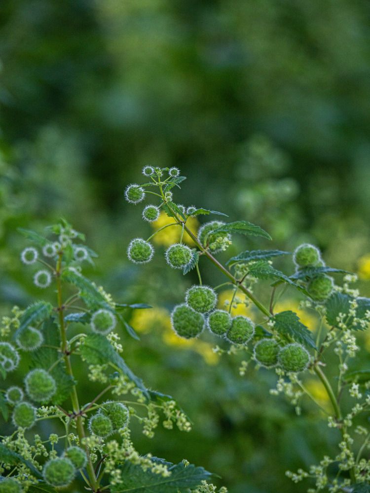 Фотография автора Доляна Горохова