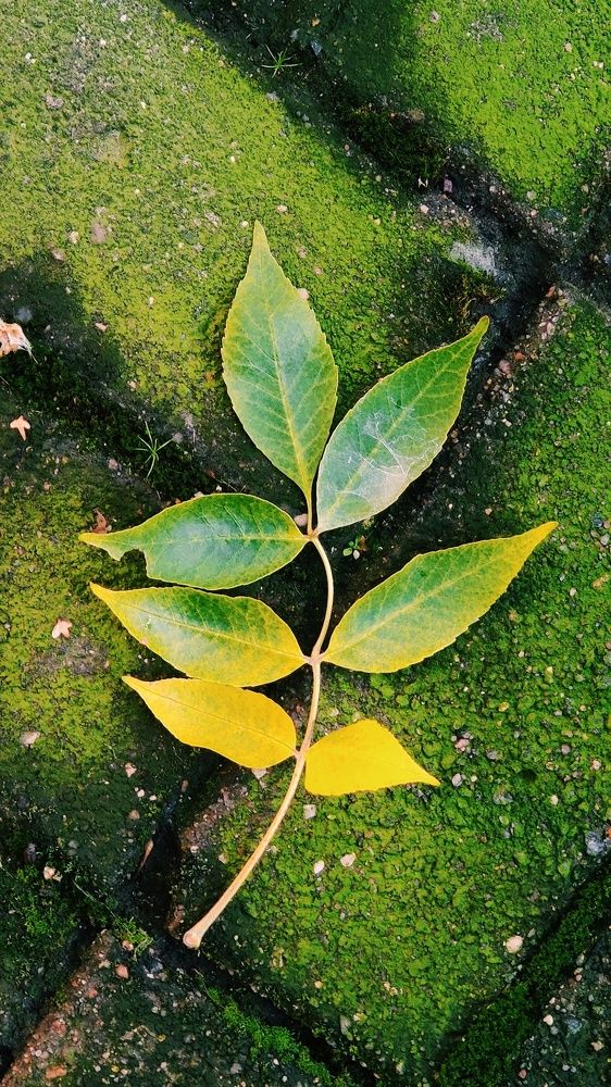 Фотография автора Невмержицкий Валерий