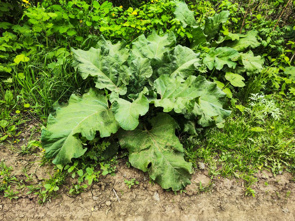 Photograph by Ирина Шибитова