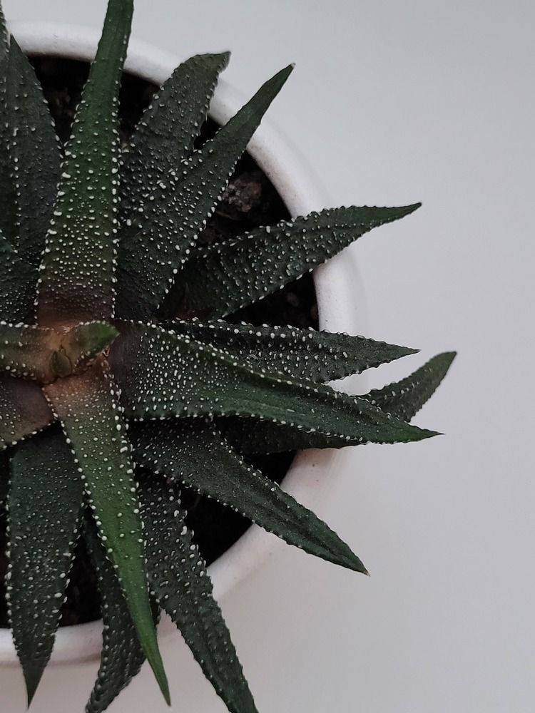 Photograph by Елена