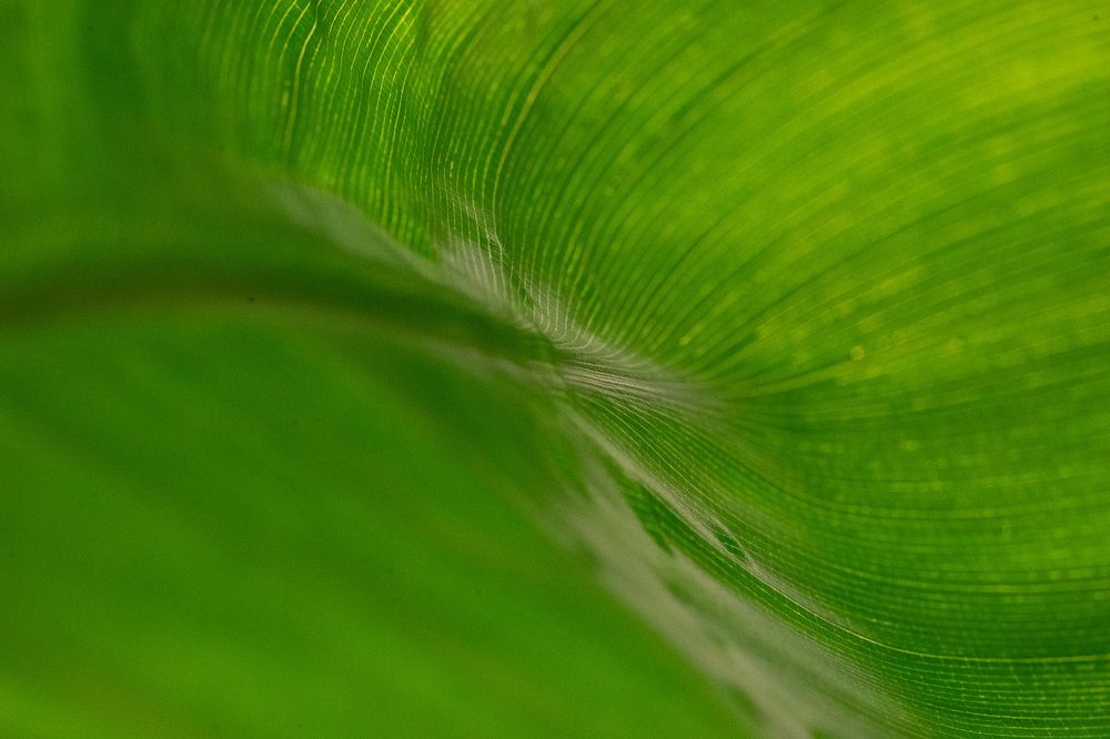 Фотография автора Mario Marco Cosulich