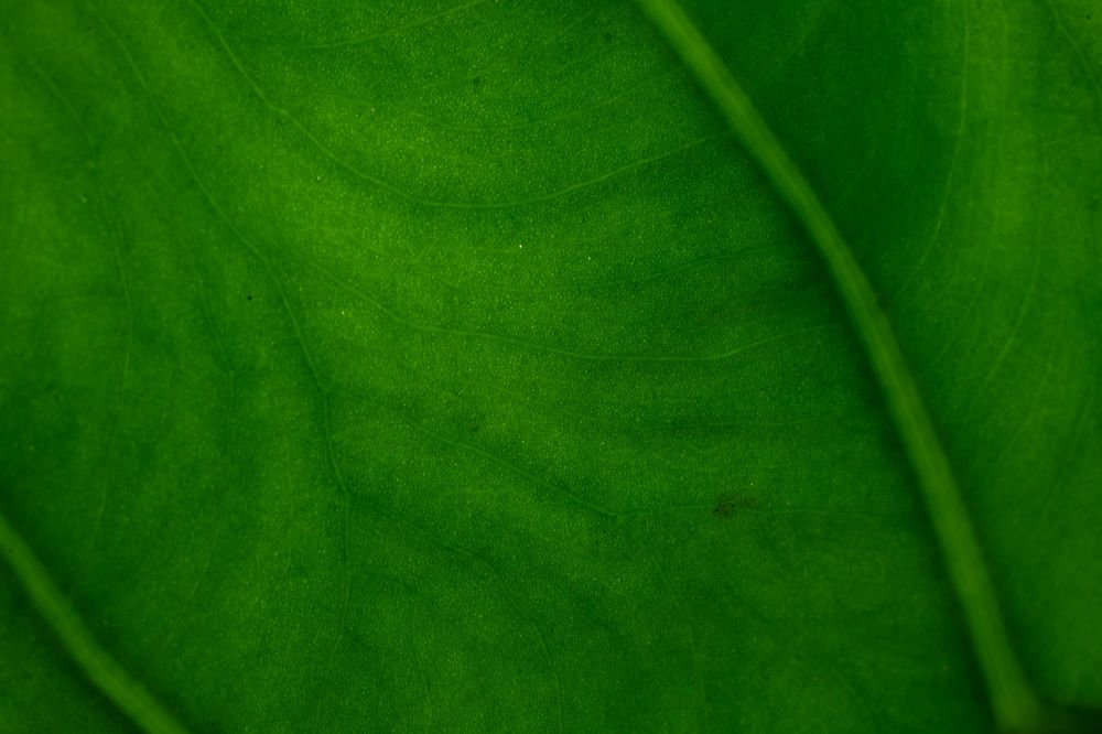 Фотография автора Mario Marco Cosulich