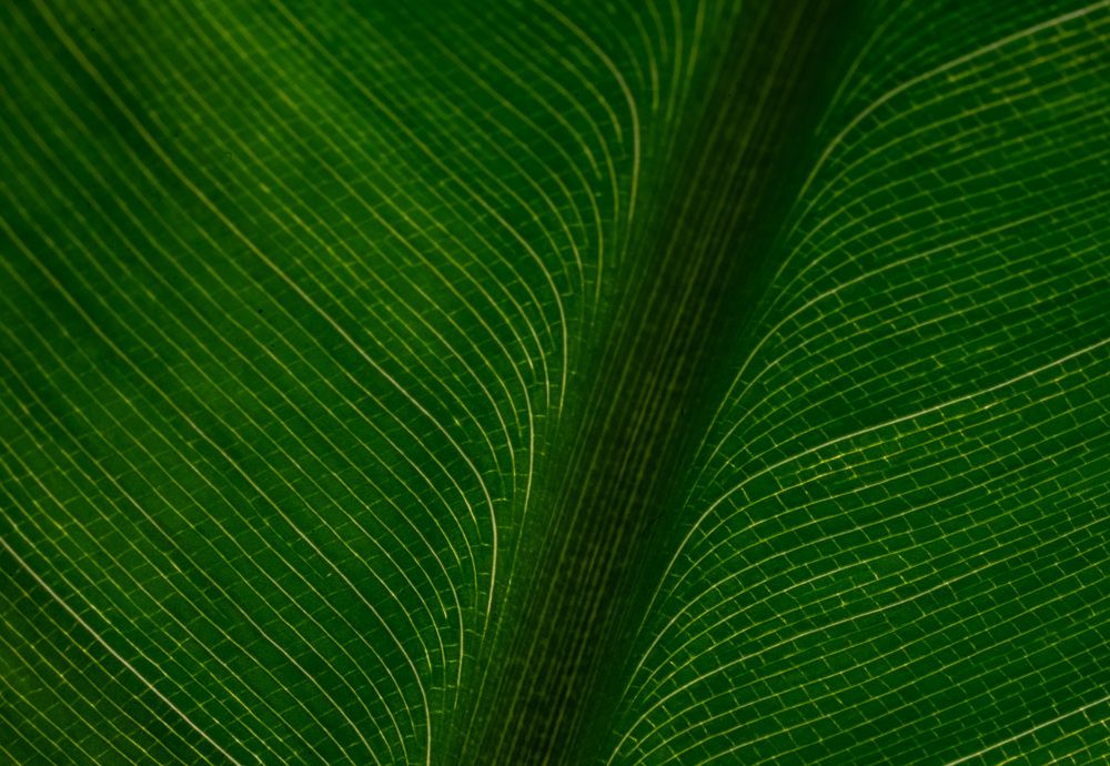 Фотография автора Mario Marco Cosulich