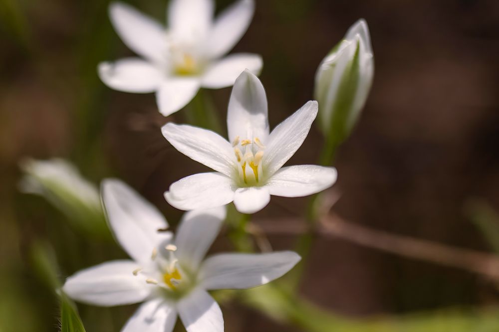 Photograph by Ирина Шибитова