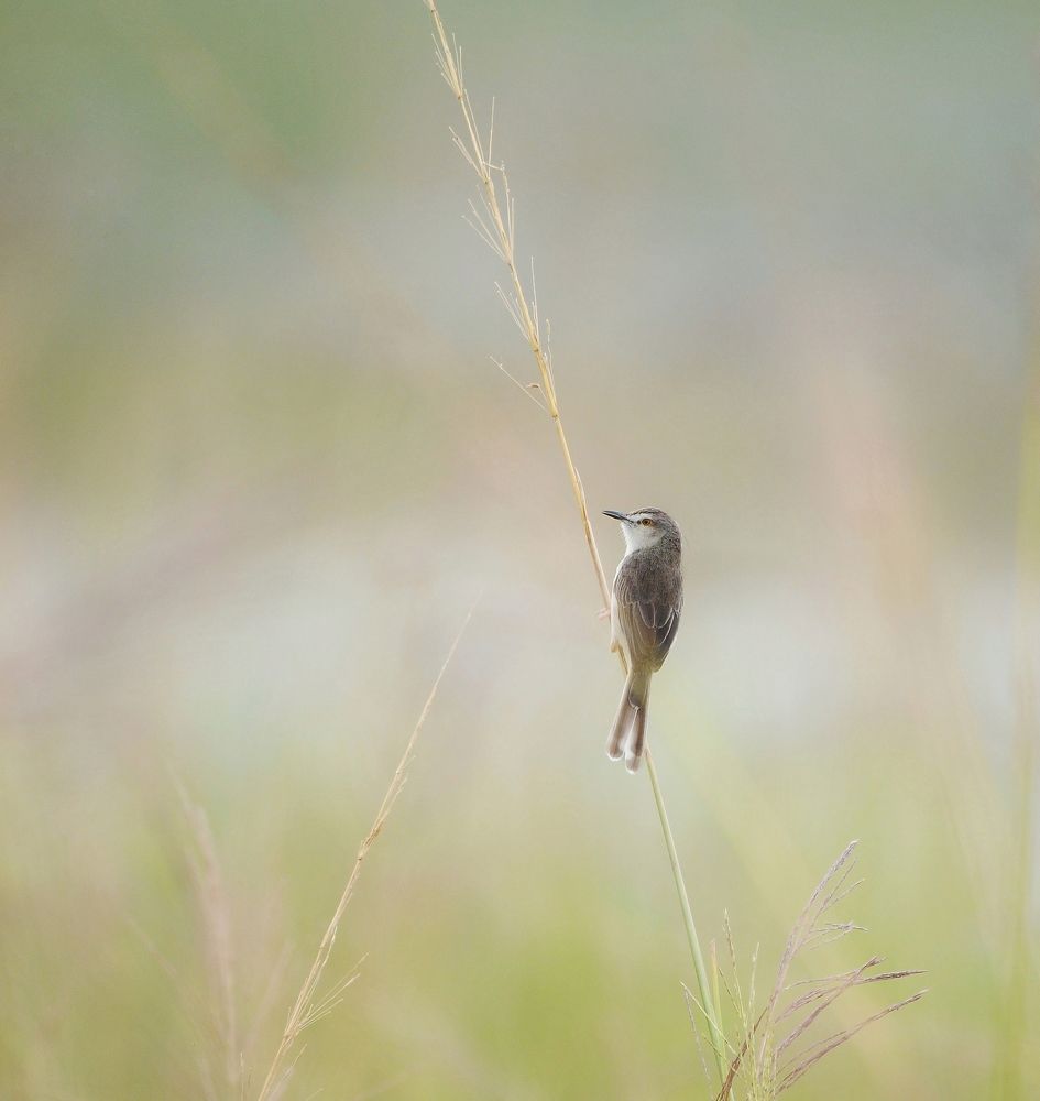 Photograph by George S George