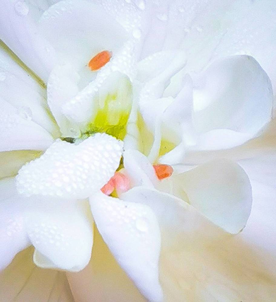 Photograph by Nikolett Mengyi