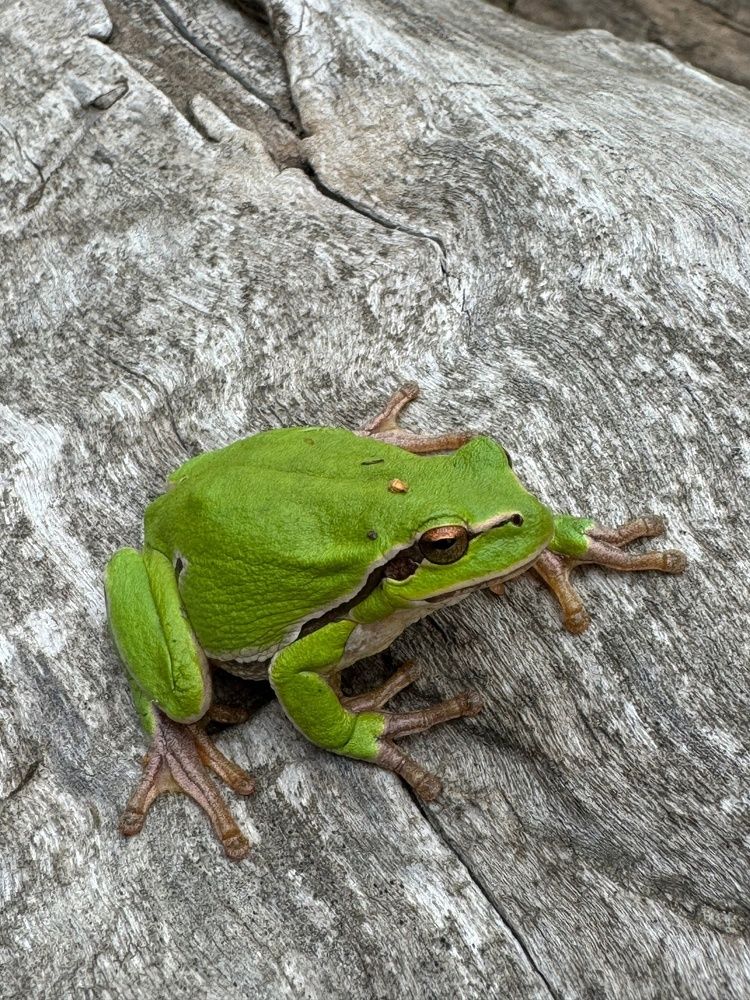 Фотография автора Виктория Зеленкова