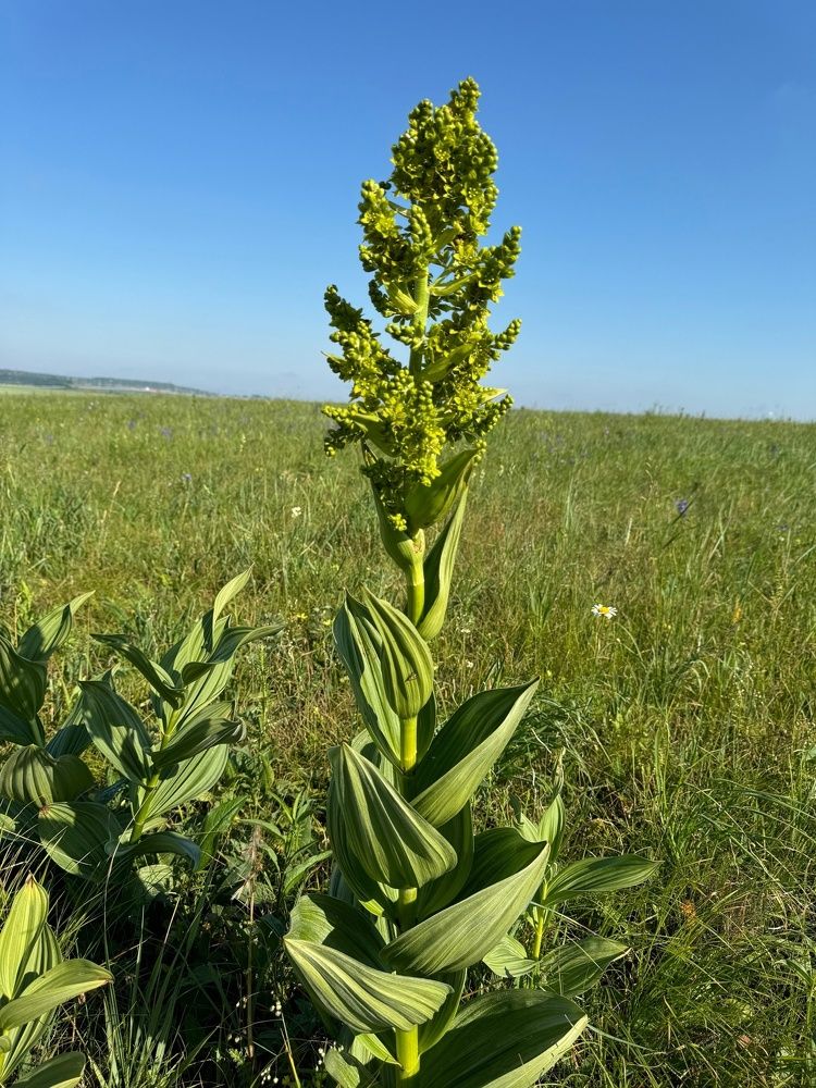Фотография автора Виктория Зеленкова