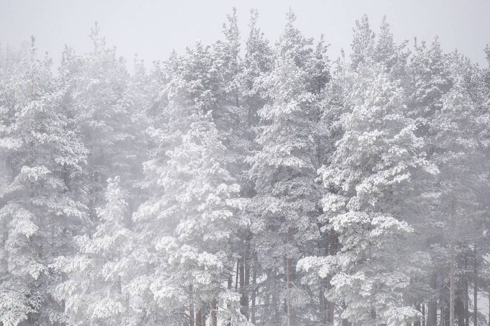 Photograph by Sergei Komlev