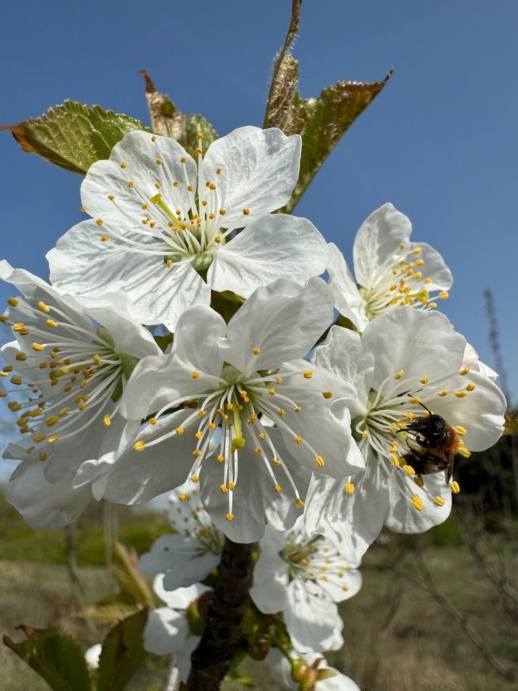 Фотография автора Виктория Зеленкова
