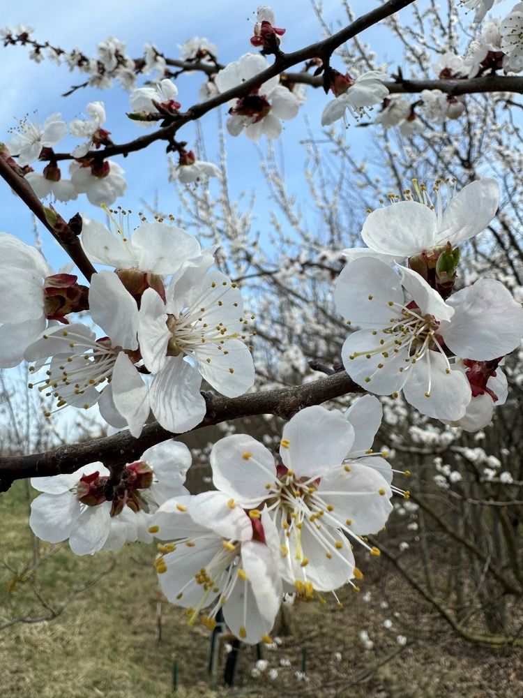Фотография автора Виктория Зеленкова