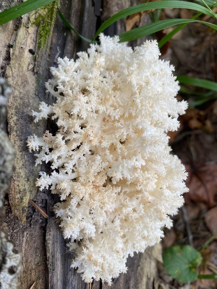 Фотография автора Виктория Зеленкова