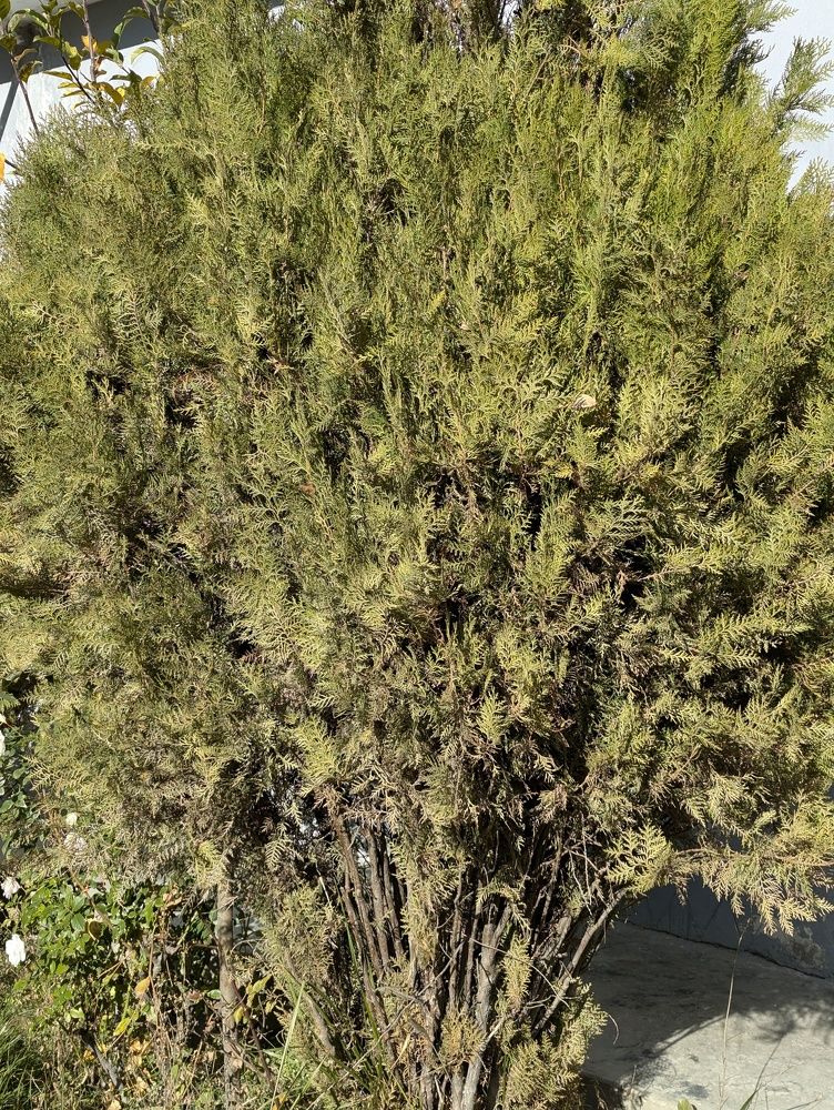 Photograph by Ishaq Karim