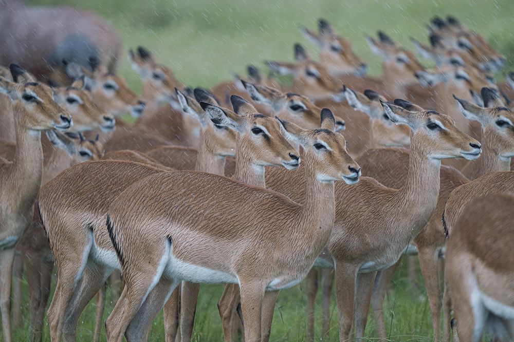 Фотография автора Mahmut Yılmaz