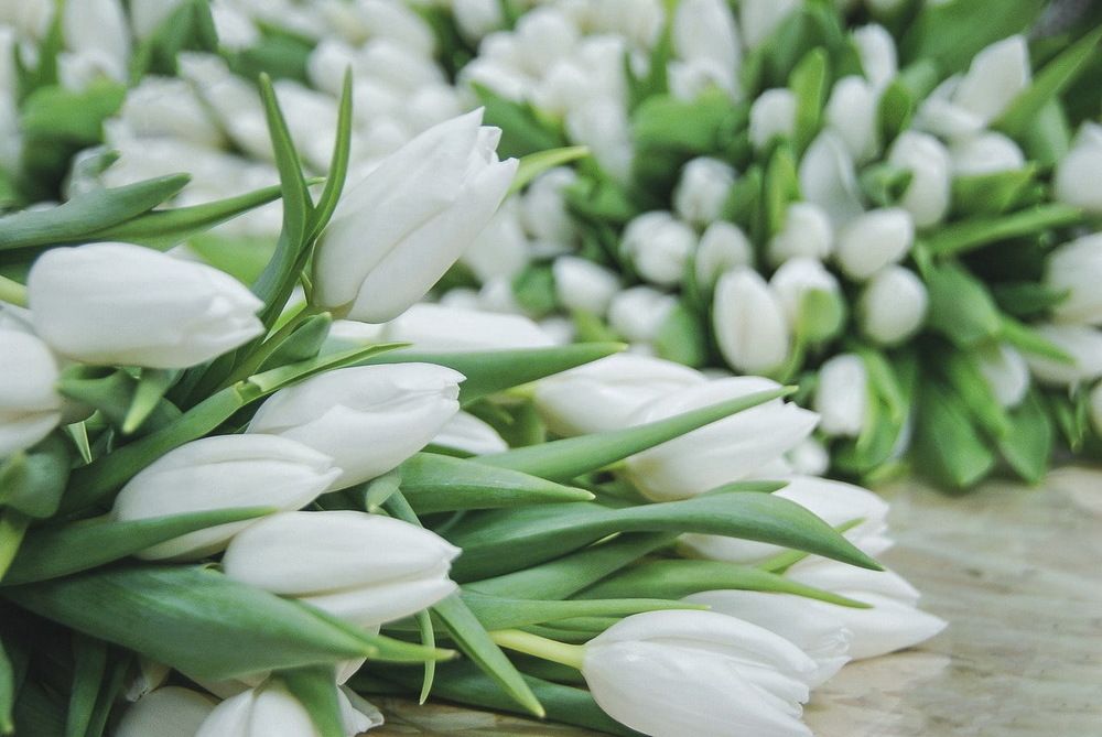 Белые тюльпаны