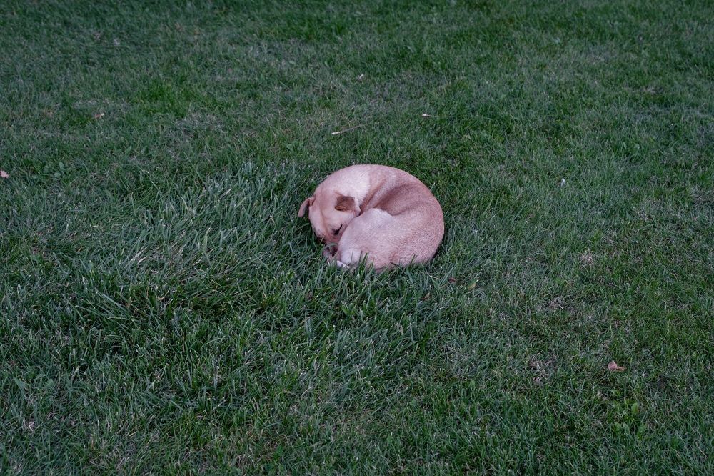 Photograph by Пиленгас Александр