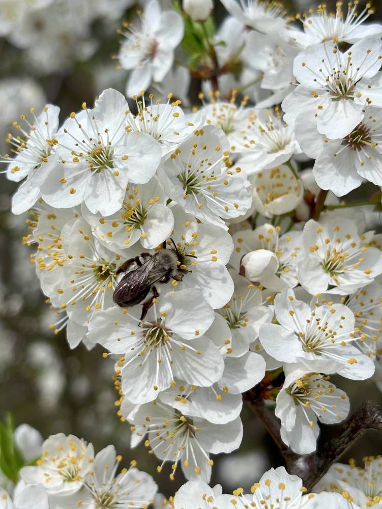 Photograph by Halina Mitsevich