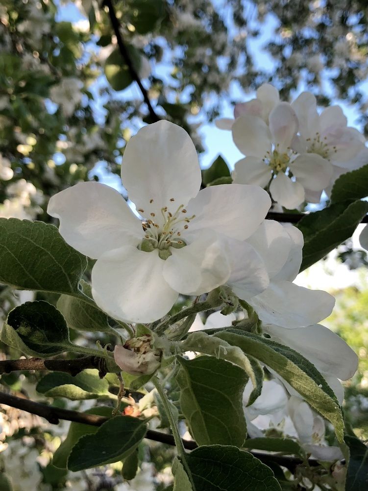 Photograph by Halina Mitsevich