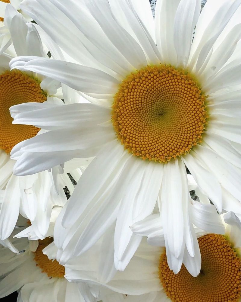 Photograph by Halina Mitsevich