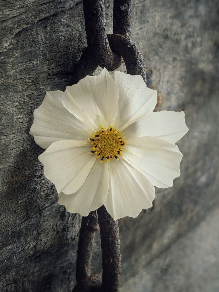 Фотография автора НАТАЛЬЯ СЕВЕР