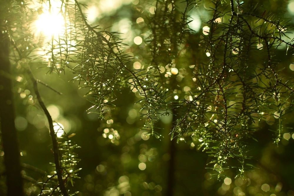 Photograph by Татьяна Абабкова