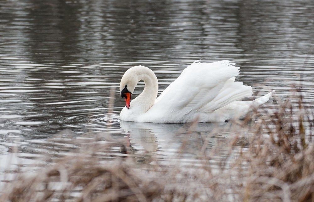 Photograph by Юлия Сидорова