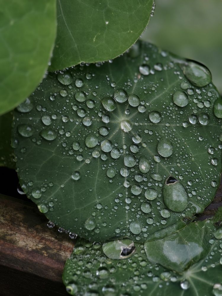 Photograph by Светлана Мишенина