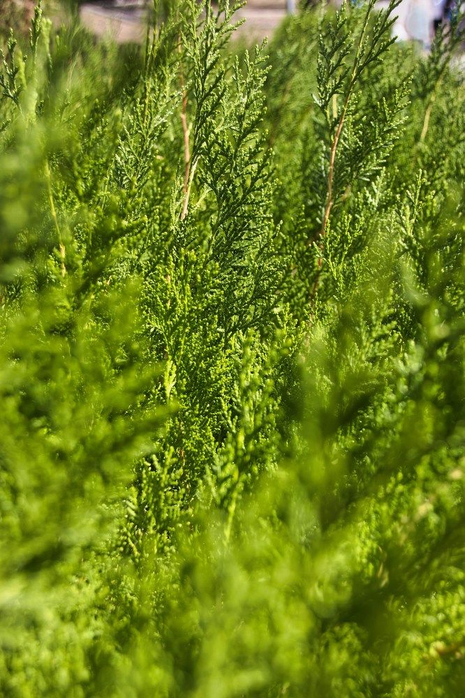 Фотография автора Georgii Eletskikh