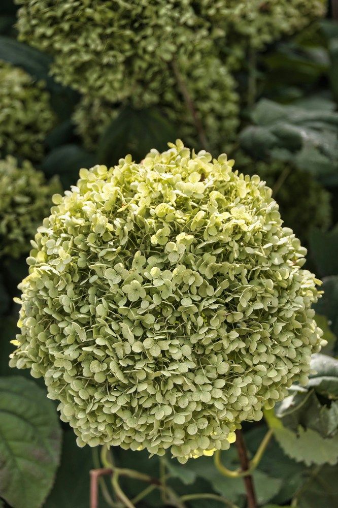 Фотография автора Georgii Eletskikh