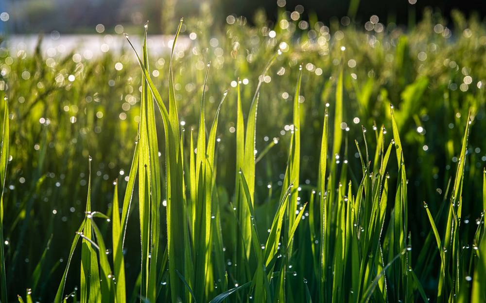 Роса на траве