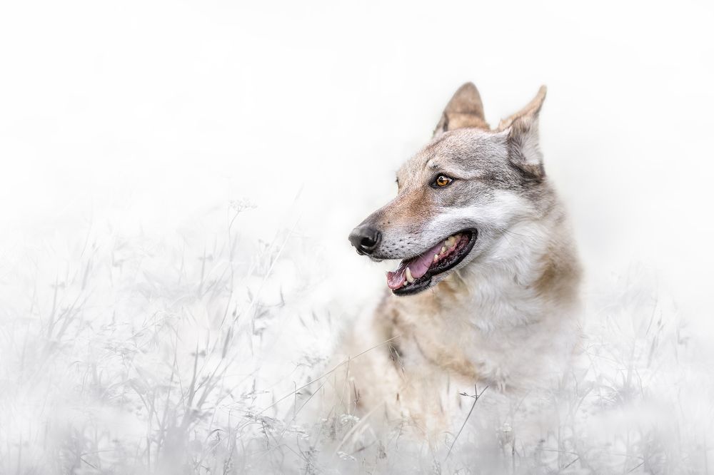 Фотография автора Ana Sánchez