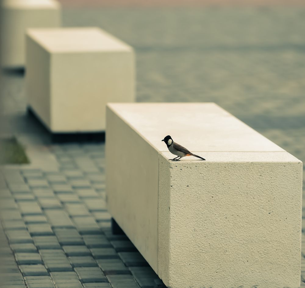 Фотография автора Furqan Hadier