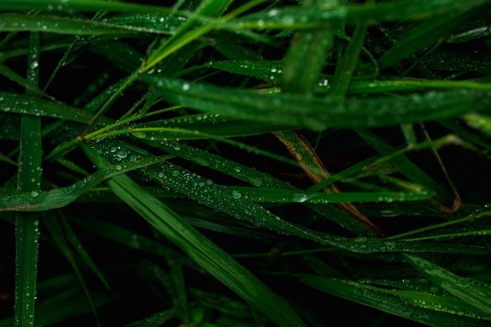 Photograph by Anna Turks