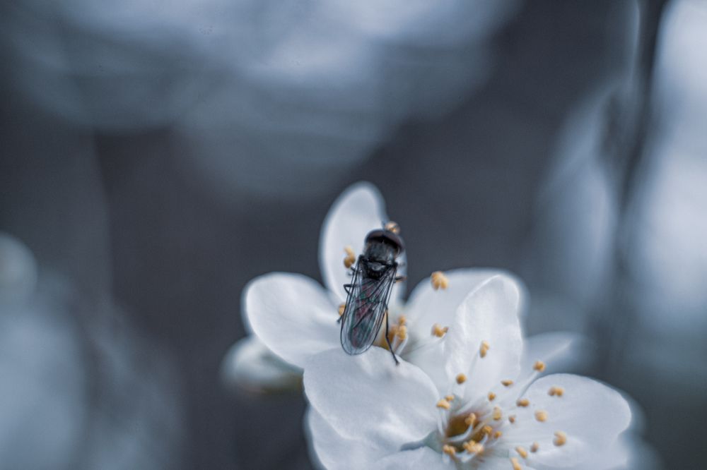 Photograph by Magic Helios