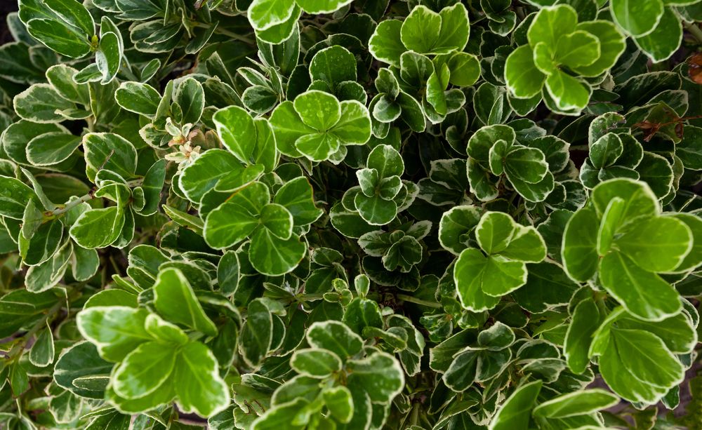 Photograph by Nikolay