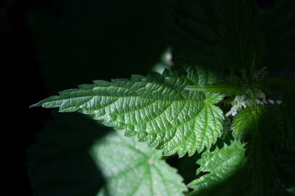 Photograph by Nikolay