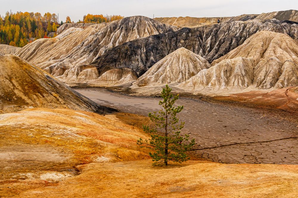 Ель на марсе