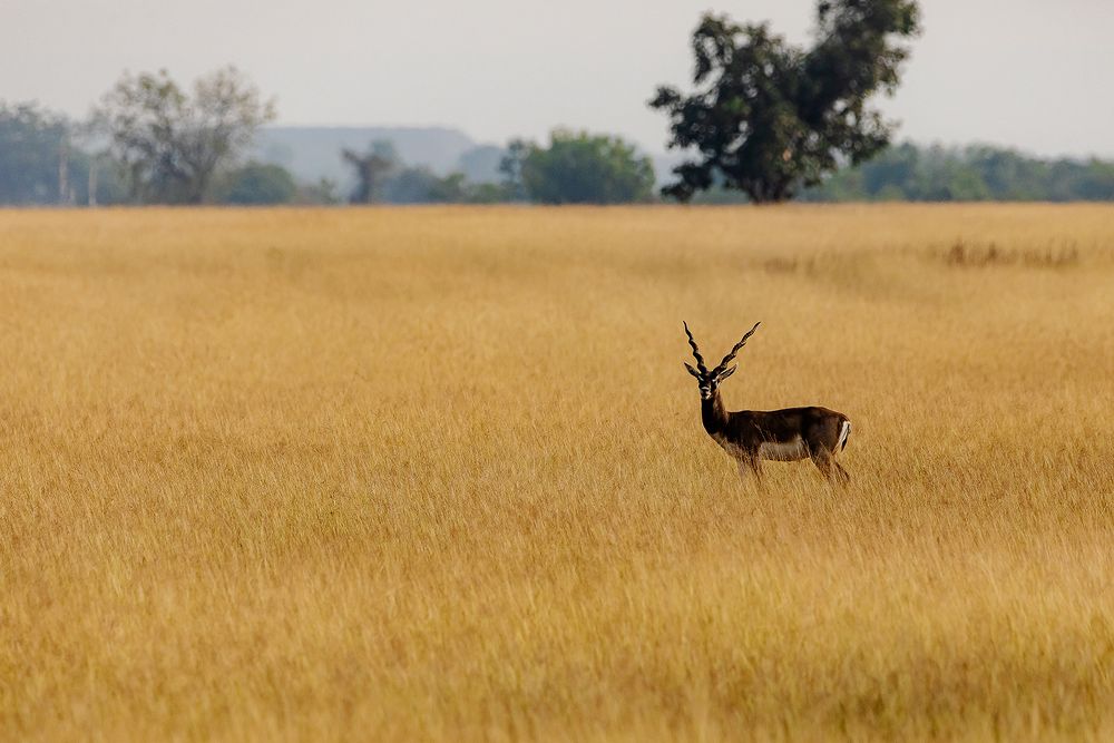Photograph by Nikhil Parnandi