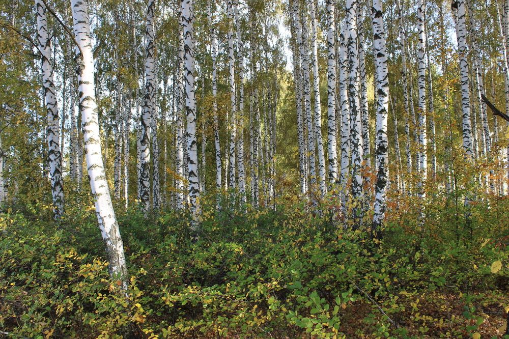 Photograph by Елена Коробченко