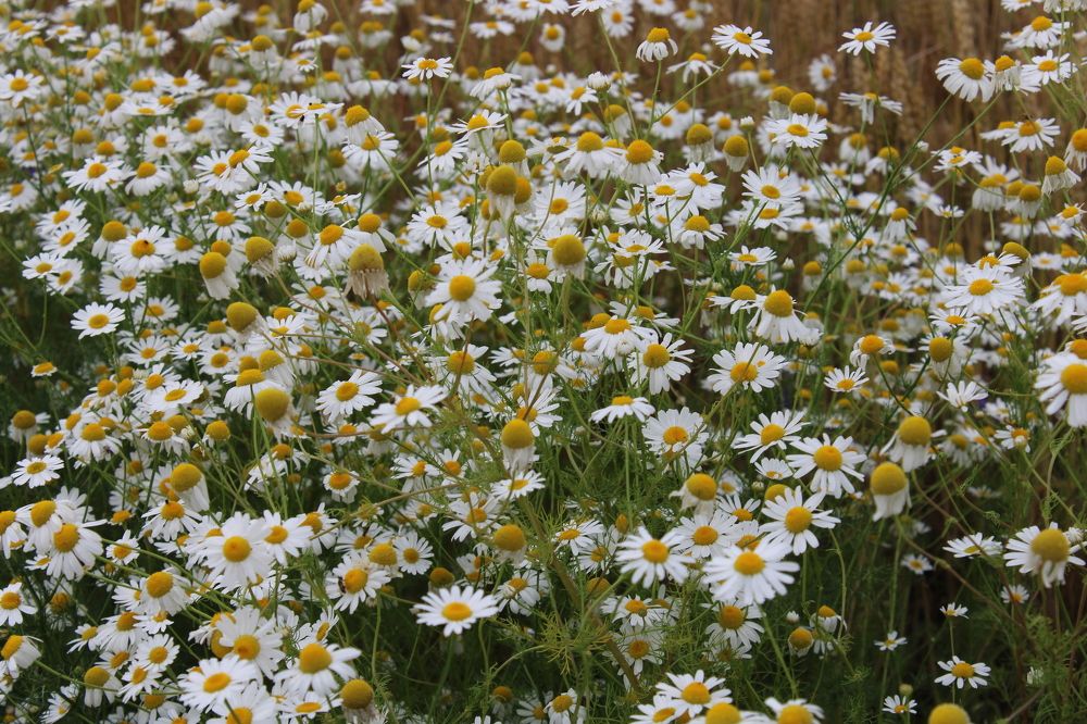 Photograph by Елена Коробченко