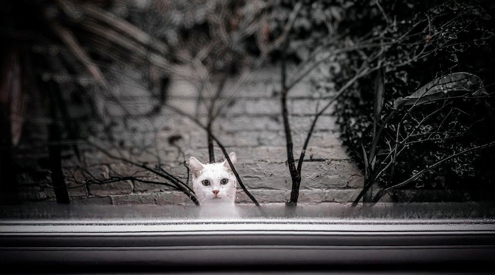 Фотография автора Ian Heard